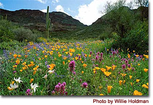 Organ Pipe Cactus National Monument, Arizona