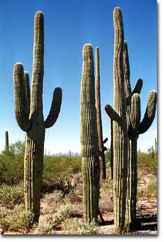 Saguaro National Park, Arizona