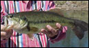 Western Arizona Fishing Guide Service
