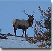 Hunting in Rifle, CO
