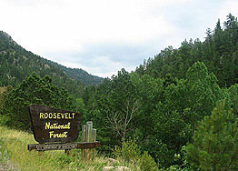 Roosevelt National Forest
