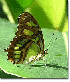 The Butterfly Pavilion