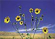 Red Butte Garden