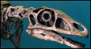 Utah Museum of Natural History