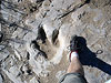 Dinosaur Tracks in Trinidad, Colorado