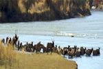 Elk Crossing River