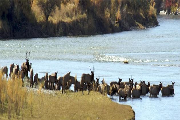 Elk Crossing River