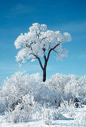 Frosty Cottonwood