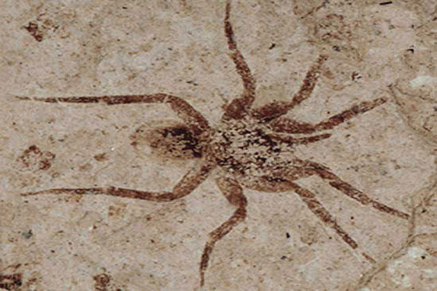 florissant NPS shale fossil wolf spider 630x420
