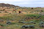 Cattle on Grassland